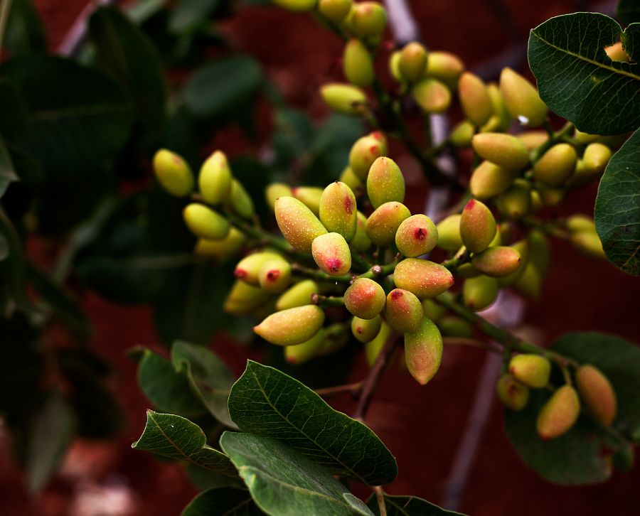 pistachos y dieta