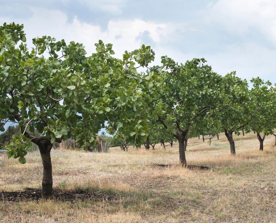 cultivo del pistacho